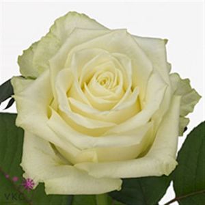 ROSE WHITE NAOMI 50
